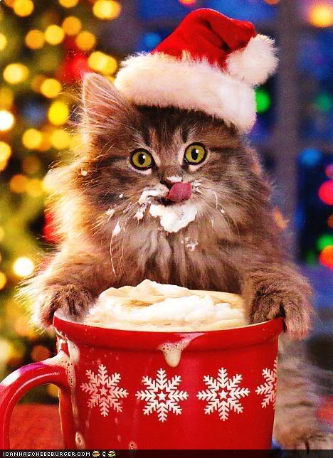 Funny Pictures - Christmas Cats
